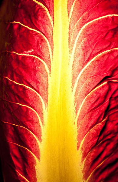 Radicchio, Italien 2012.